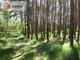 Leśne na sprzedaż - Drewno, Gąsawa, Żniński, 102 300 m², 565 000 PLN, NET-111136