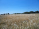 Rolny na sprzedaż - Zaręby, Żabia Wola, Grodziski, 11 700 m², 530 000 PLN, NET-AKM-GS-45534-32