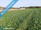 Rolny na sprzedaż - Pobłocie, Słupski, 3000 m², 97 000 PLN, NET-25623