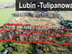 Działka na sprzedaż - Małomice, Lubin, Lubiński, 750 m², 142 500 PLN, NET-GS-6452