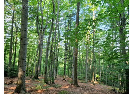 Działka na sprzedaż - Jodłówka Tuchowska, Tuchów, Tarnowski, 21 600 m², 199 000 PLN, NET-84