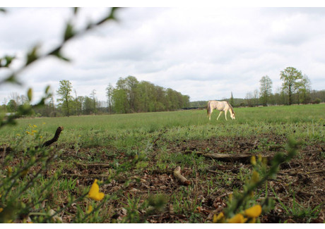 Działka na sprzedaż - Boruja Nowa, Nowy Tomyśl, Nowotomyski, 9500 m², 380 000 PLN, NET-368788