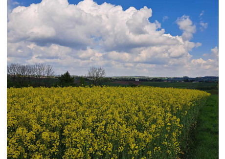 Działka na sprzedaż - Przybysławice, Skała, Krakowski, 800 m², 160 000 PLN, NET-748