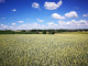 Rolny na sprzedaż - Kocmyrzów, Kocmyrzów-Luborzyca, Krakowski, 8800 m², 260 000 PLN, NET-31703