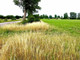 Rolny na sprzedaż - Trzebieszewo, Kamień Pomorski, Kamieński, 3000 m², 125 000 PLN, NET-27MAJ305119-305119
