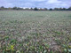 Rolny na sprzedaż - Falęcin, Pruszkowski, 3817 m², 1 145 100 PLN, NET-G-89048-6
