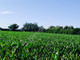 Rolny na sprzedaż - Izdebno Kościelne, Grodziski, 40 300 m², 2 015 000 PLN, NET-G-88084-6