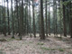 Leśne na sprzedaż - Budzów, Suski, 1100 m², 24 000 PLN, NET-5495/3123/OGS