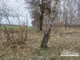 Rolny na sprzedaż - Boguszewo, Miłomłyn (gm.), Ostródzki (pow.), 41 429 m², 210 000 PLN, NET-14231/IX-607